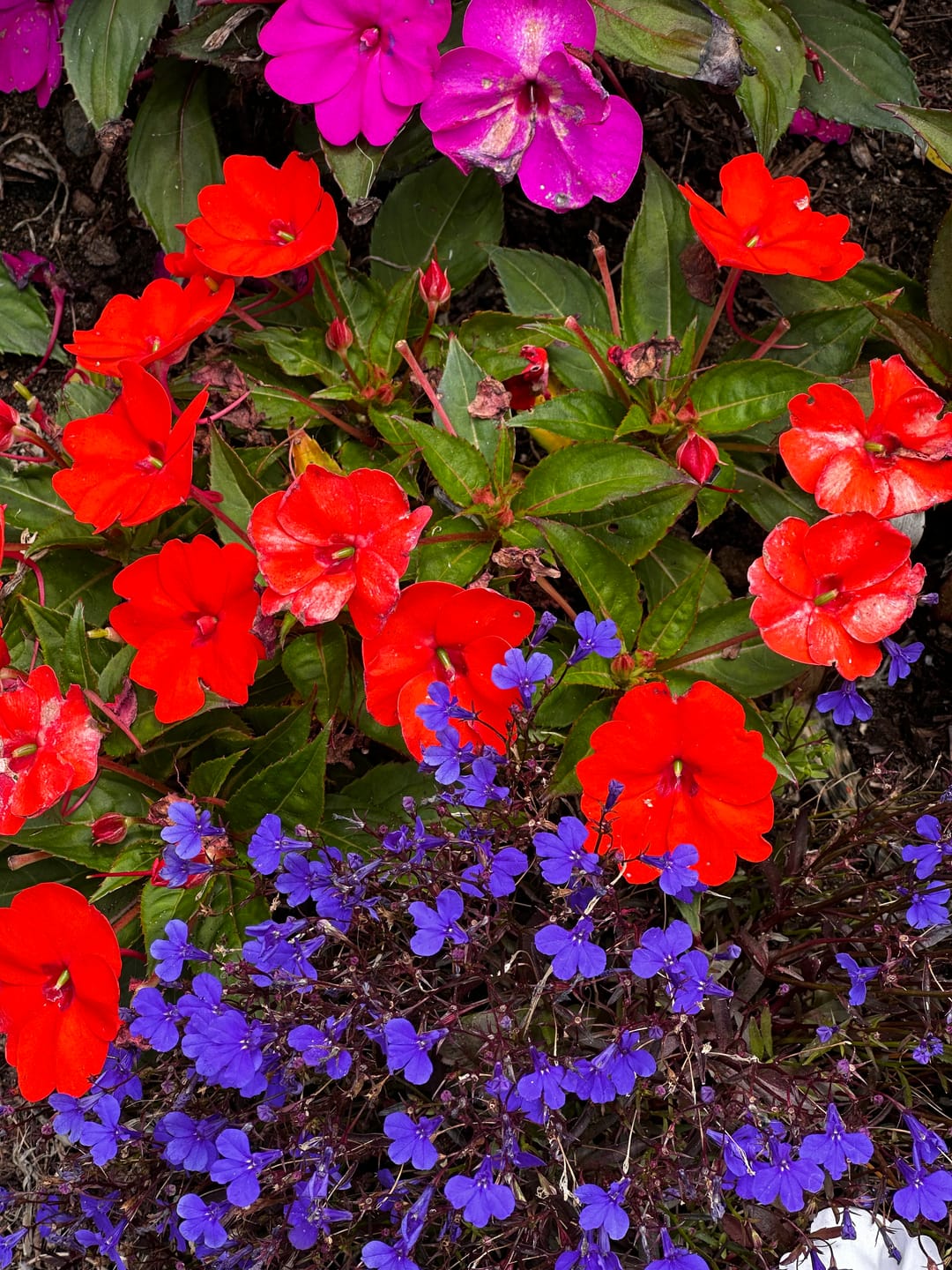 Customer photo review of Pro Series - Macro Lens
