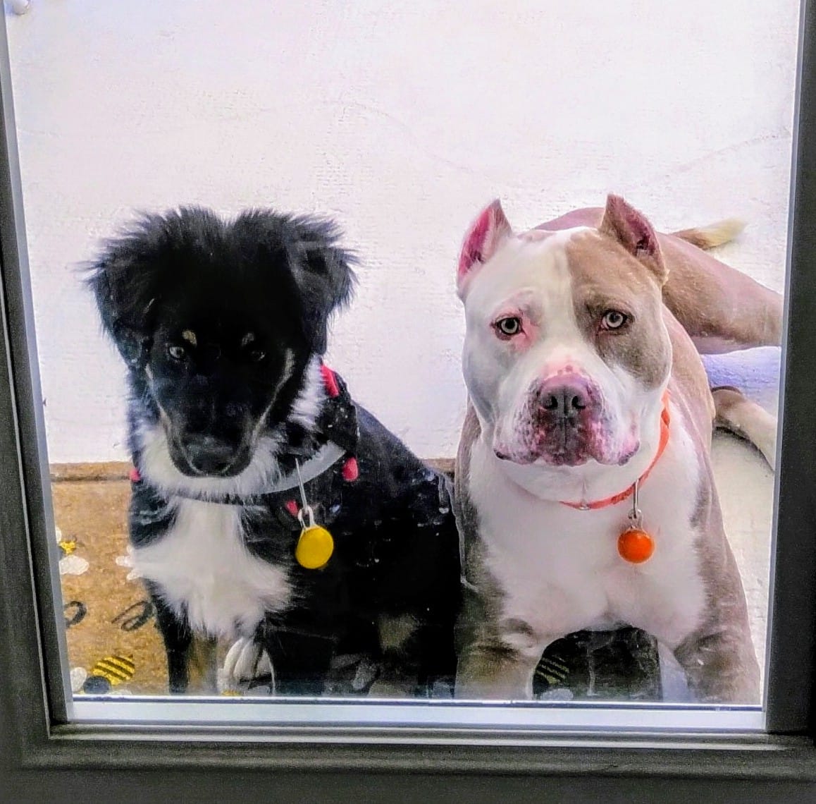 Customer photo review of Original Pet Grooming Vacuum Kit