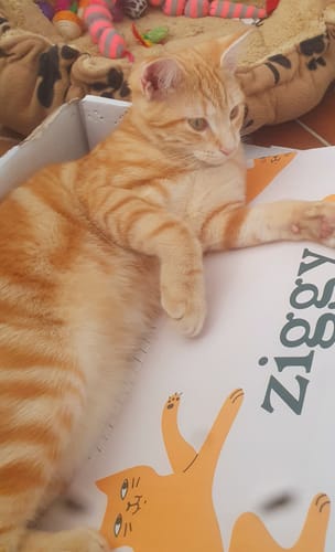 Avis photo d'un client sur Croquettes Chat Stérilisé Sans Céréales - Poulet