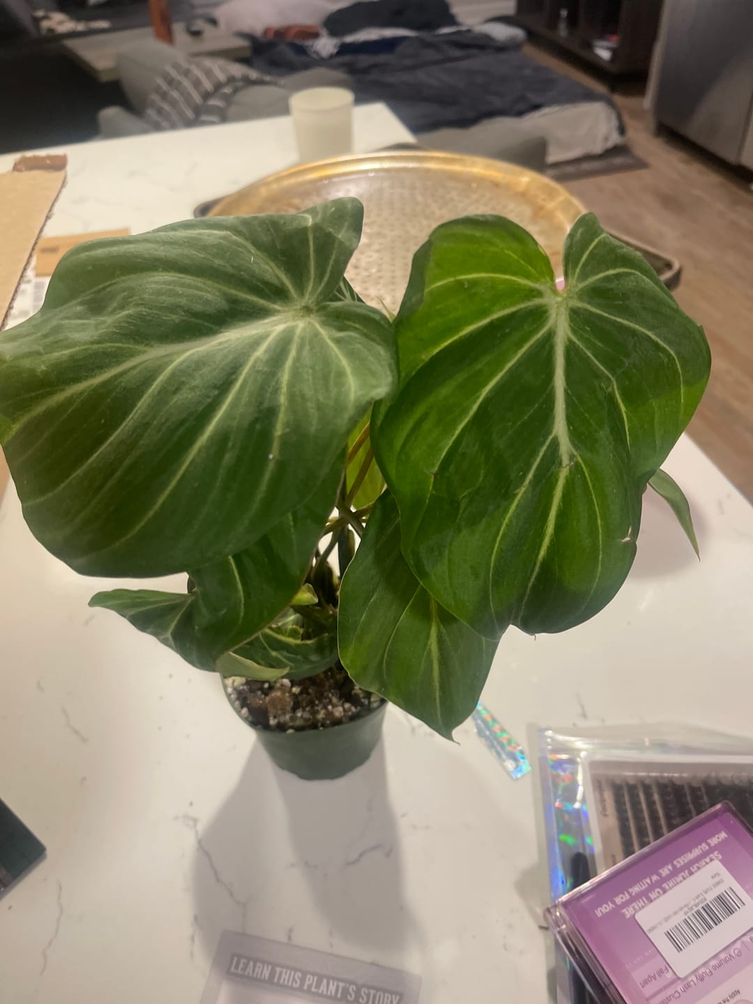 Customer photo review of Philodendron gloriosum