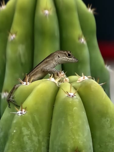 Customer photo review of San Pedro Cactus | Echinopsis (Trichocereus) pachanoi