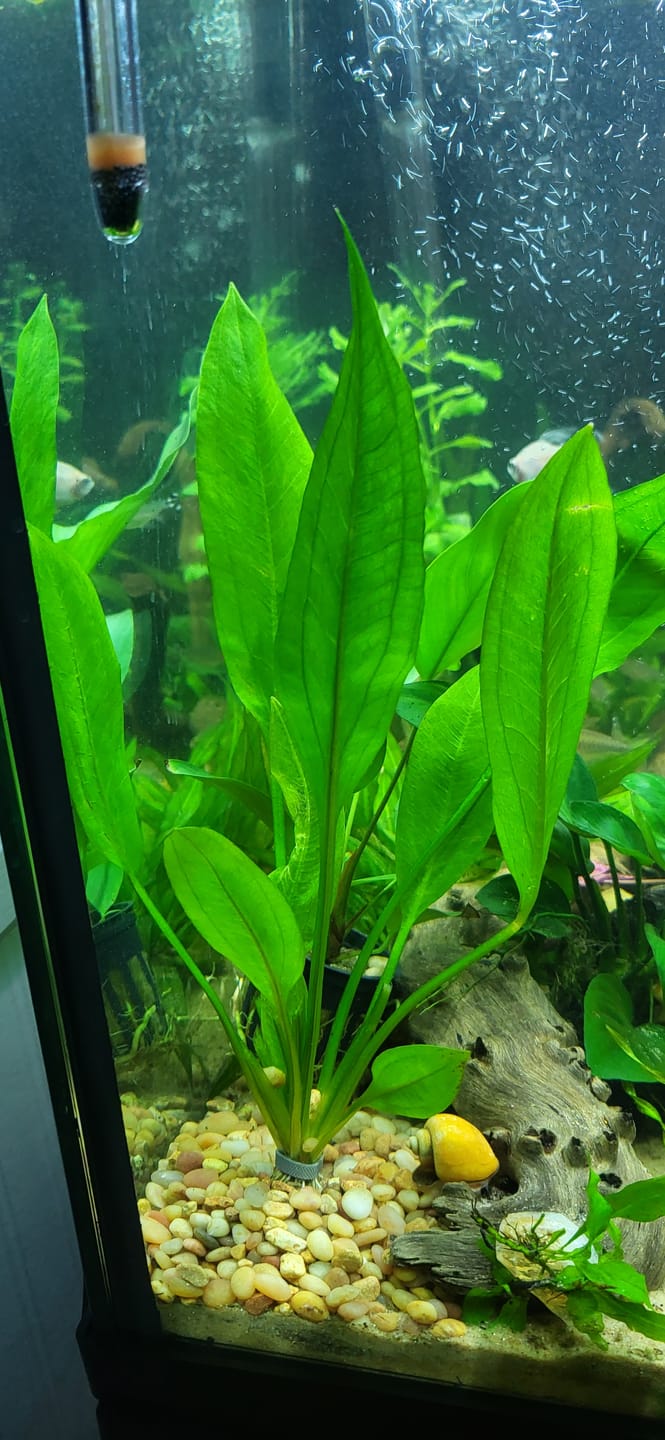 Customer photo review of Amazon Sword