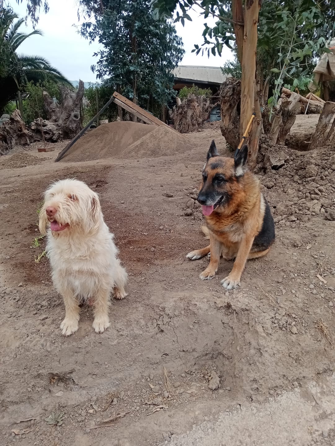 Customer photo review of LATA CHAMPION DOG POLLO Y CEREAL 315GR