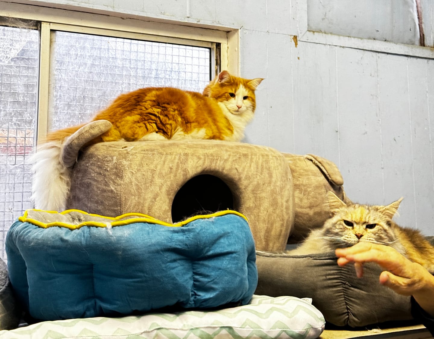 Customer photo review of PaWz Electric Pet Heater Bed Thermal Protection