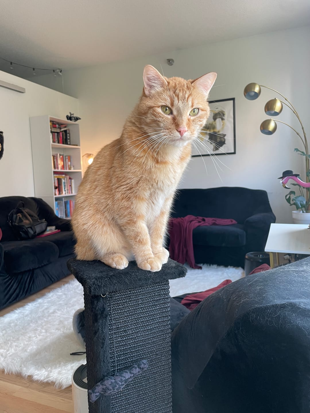 Customer photo review of Royal Canin Veterinary Diet - Urinary SO+ Satiety Dry Cat Food