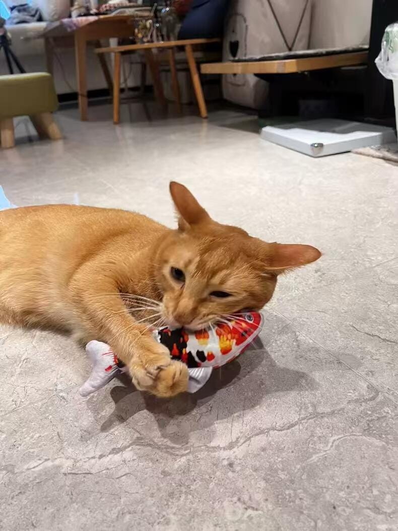 Customer photo review of 100% Natural Catnip Cat Toy