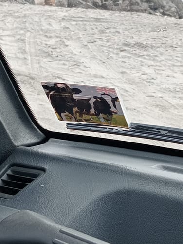 Customer photo review of NZ Cows
