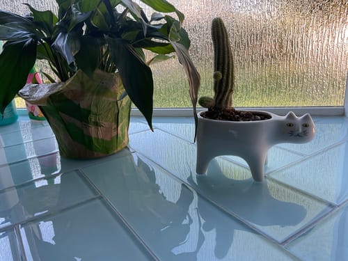 Customer photo review of Cat Planter Pot