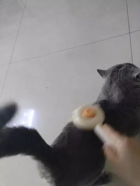 Customer photo review of Cat Grooming Brush with Release Button