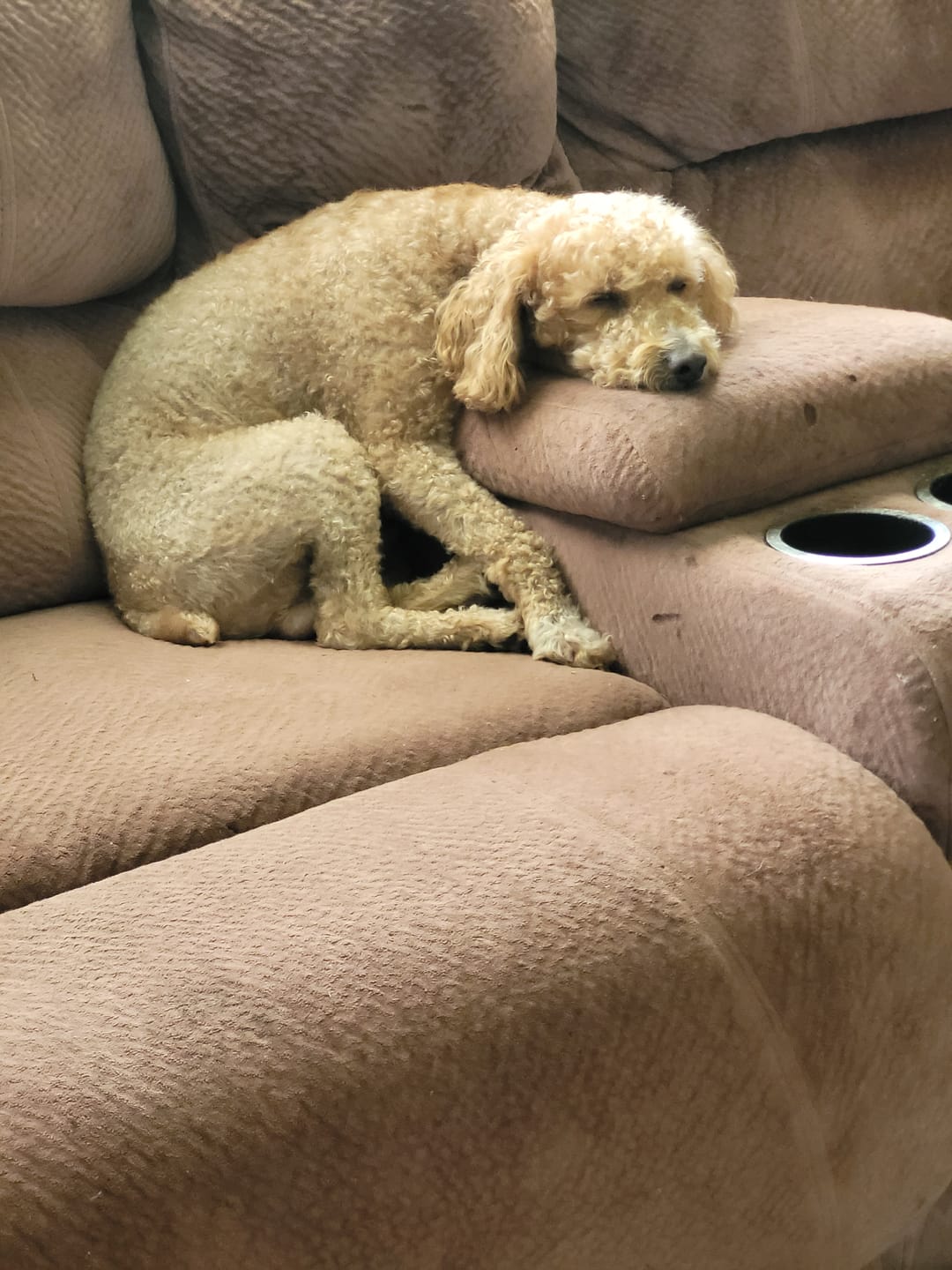 Customer photo review of furMe™️ Professional PLUS Pet Grooming Vacuum Kit