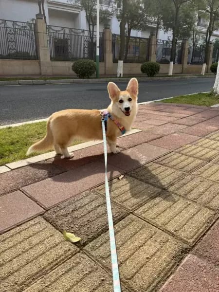 Customer photo review of Colorful PRO Protective Trachea Dog X Harness