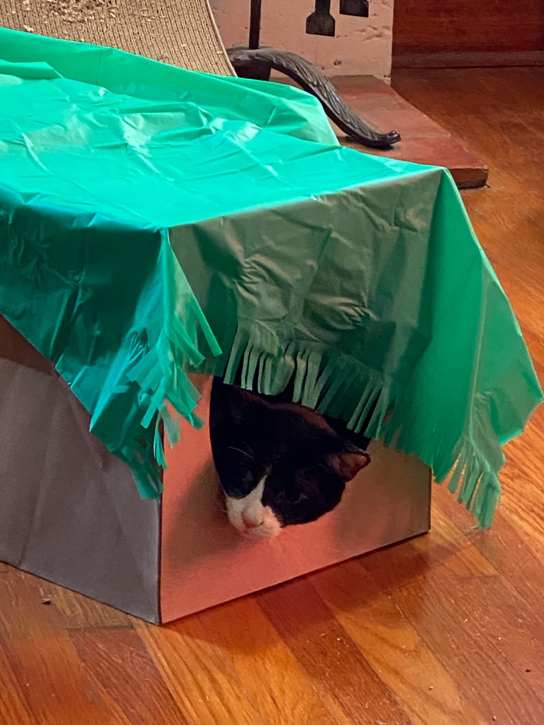 Customer photo review of Tunnel of Fun