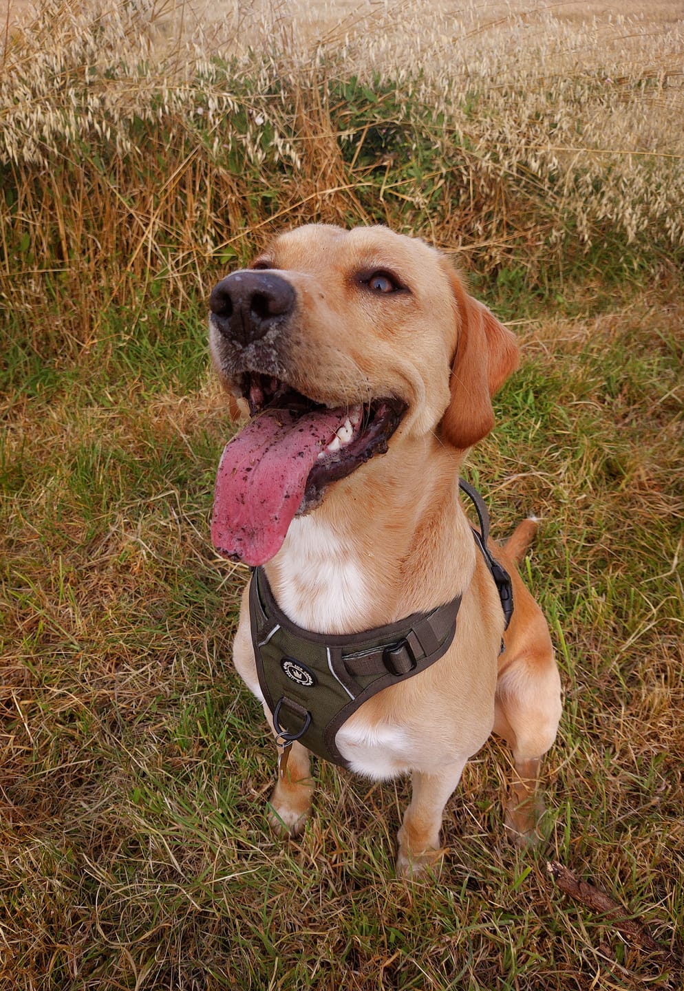 Customer photo review of Trail & Glow® Dog Harness - The Khaki One