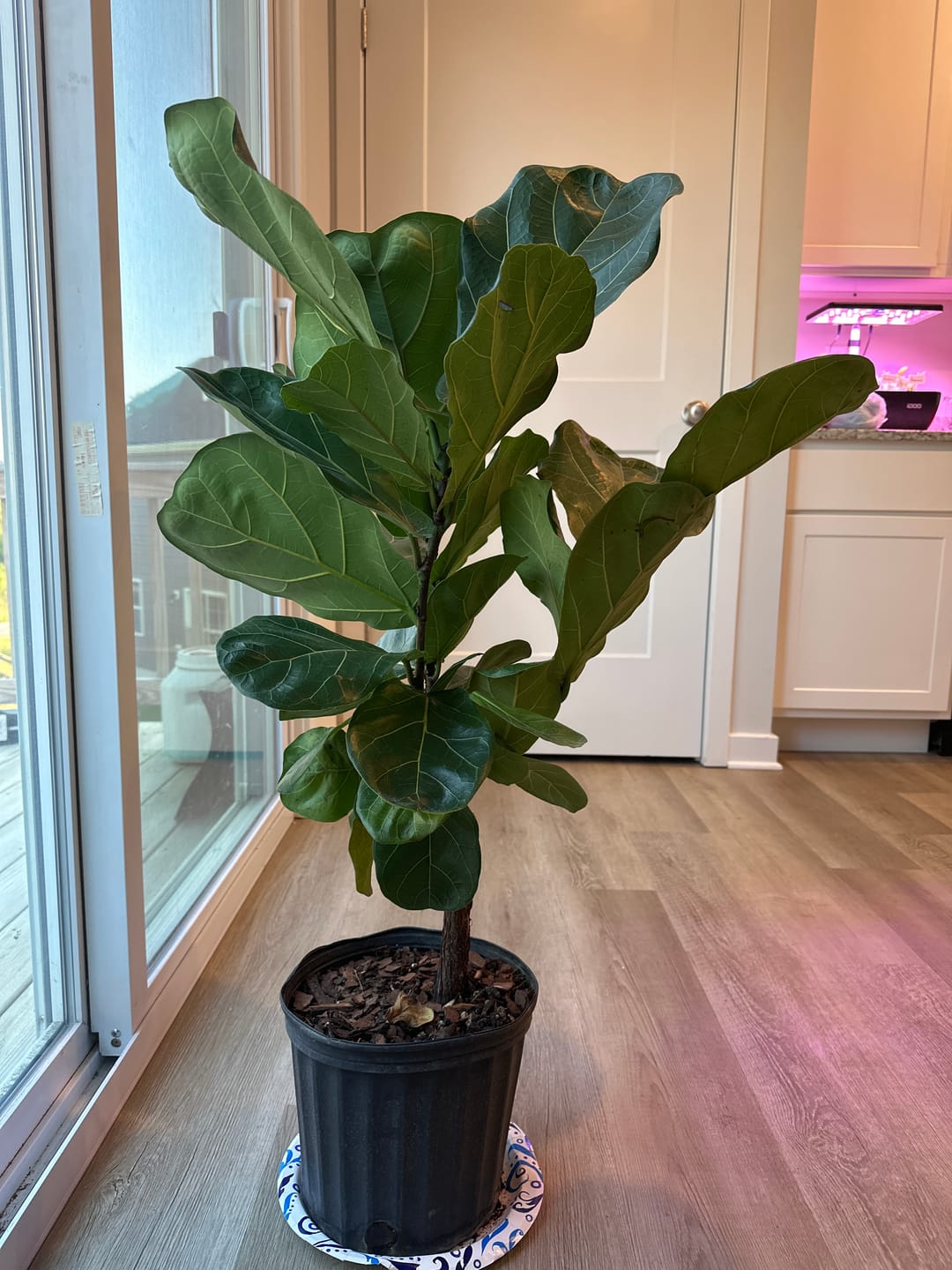 Customer photo review of Ficus Lyrata Tree Form Single, Fiddle Leaf Fig Tree
