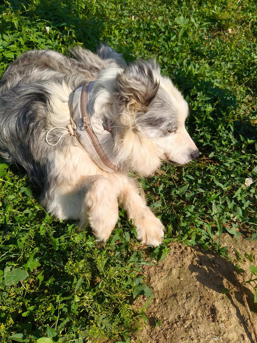 Customer photo review of Pet Cooling Ice Collar