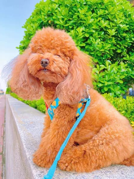 Customer photo review of Colorful PRO 3 Way Buffer Traction Dog  Leash