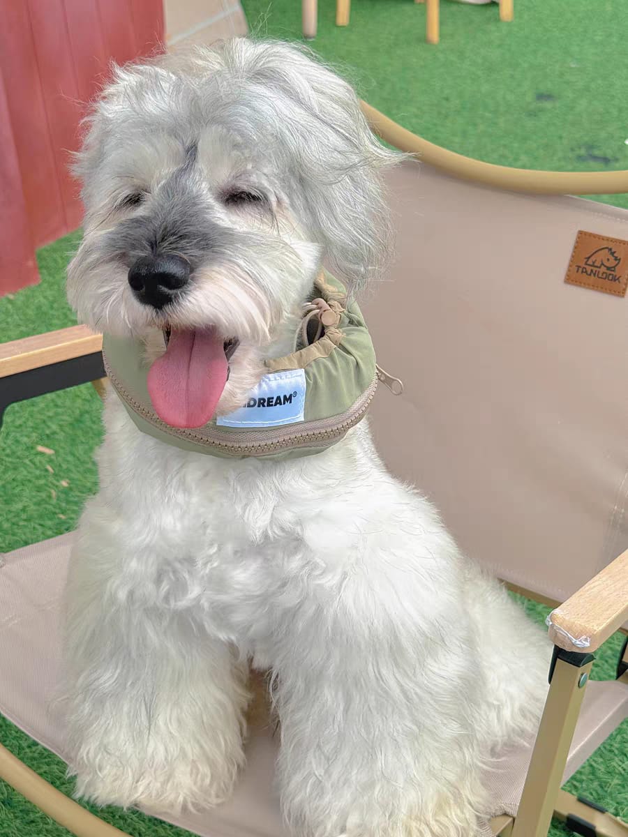 Customer photo review of Pet Cooling Ice Collar