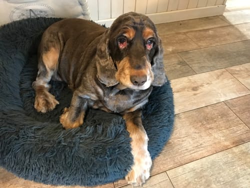 Customer photo review of Baume "Le Miraculeux" pour chiens 100% naturel