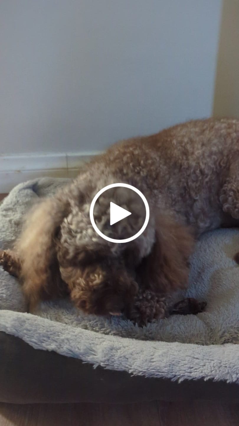 Customer video review of Kangaroo Tendons - Natural Dental Chews!