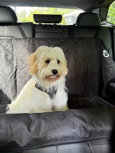 Customer photo review of Car Seat Cover
