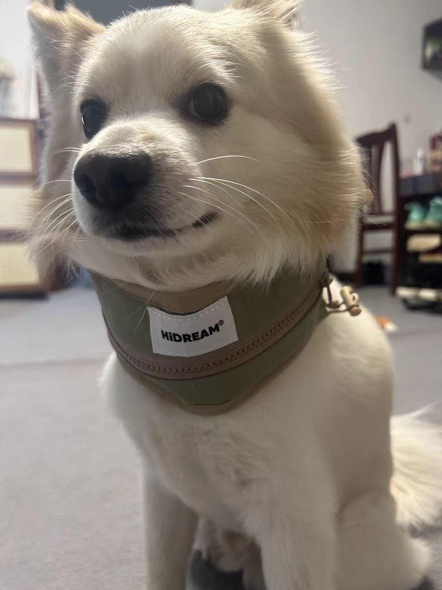 Customer photo review of Pet Cooling Ice Collar