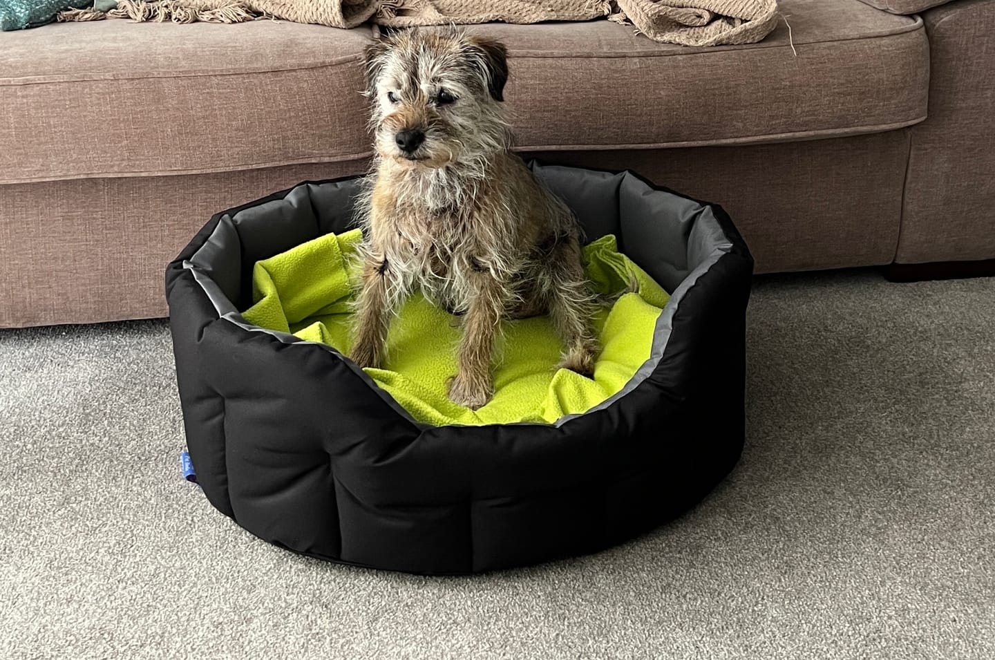 Customer photo review of Country Dog Heavy Duty Oval Waterproof Bed