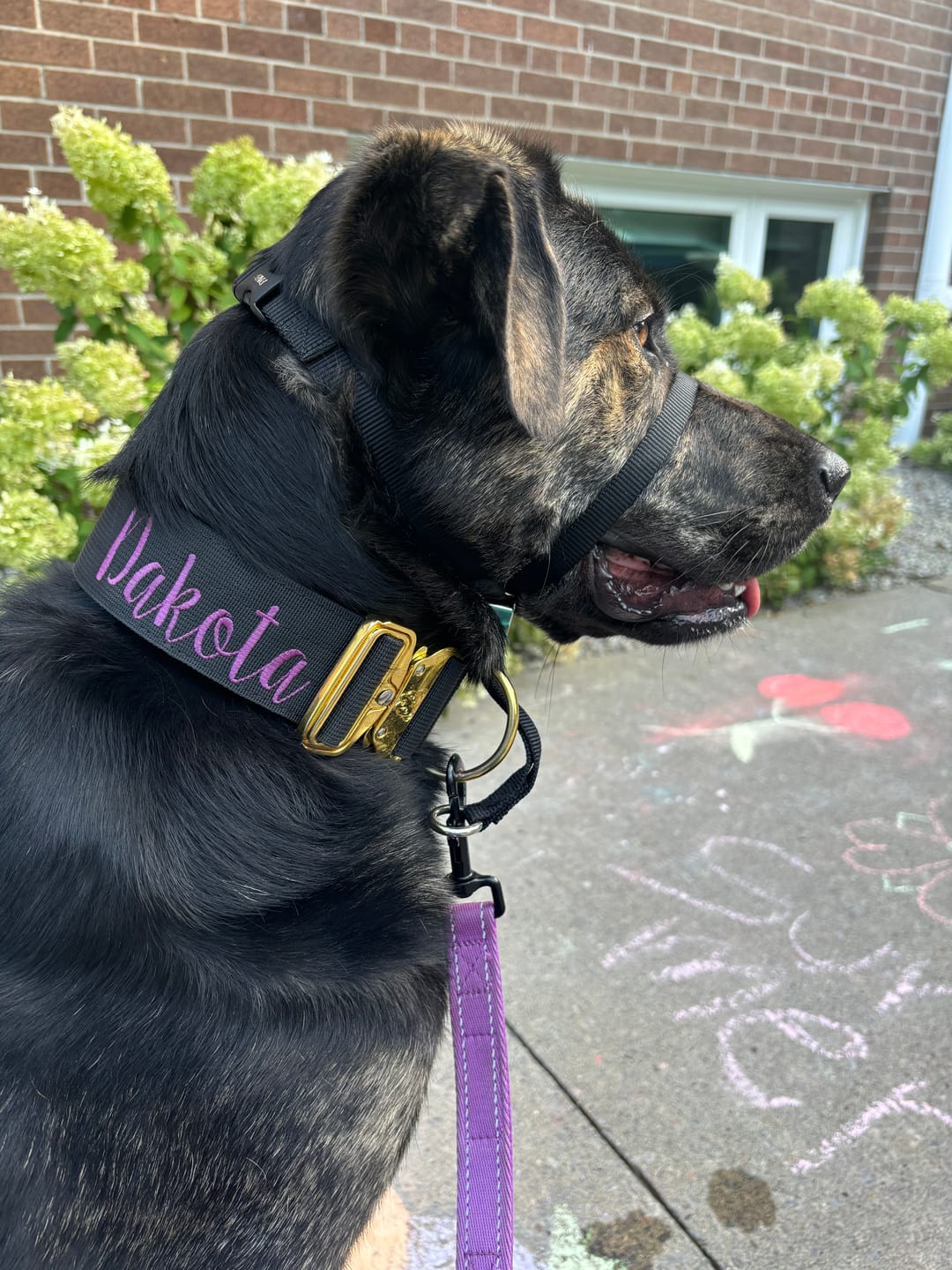 Customer photo review of 2" Tacti Luxe Dog Collar - Gold Noir