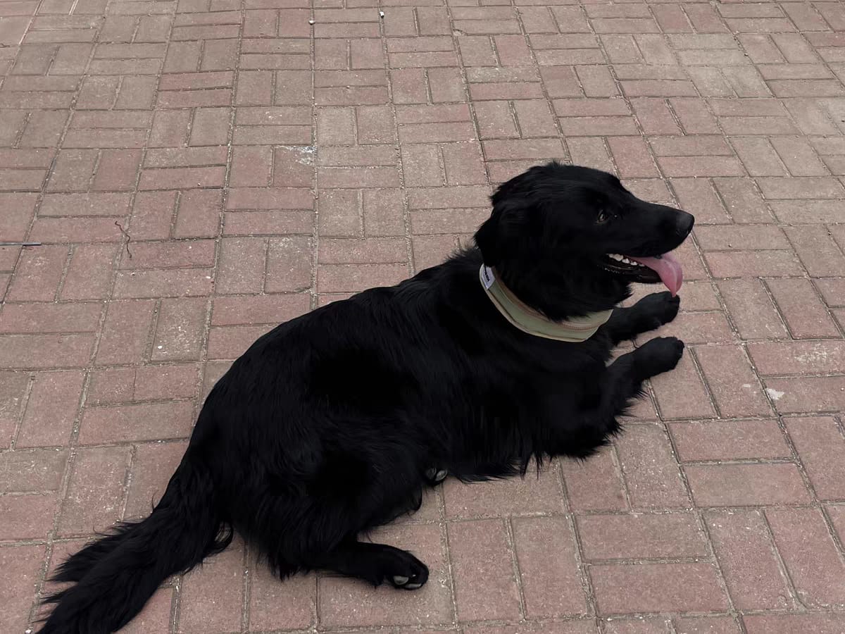 Customer photo review of Pet Cooling Ice Collar