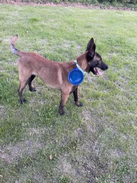 Customer photo review of Food-grade silicone Collapsible Trave Dog Bowls