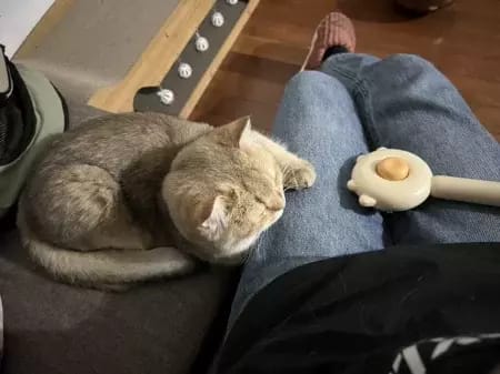 Customer photo review of Cat Grooming Brush with Release Button