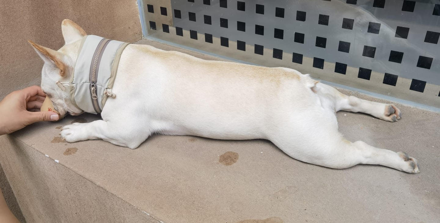Customer photo review of Pet Cooling Ice Collar