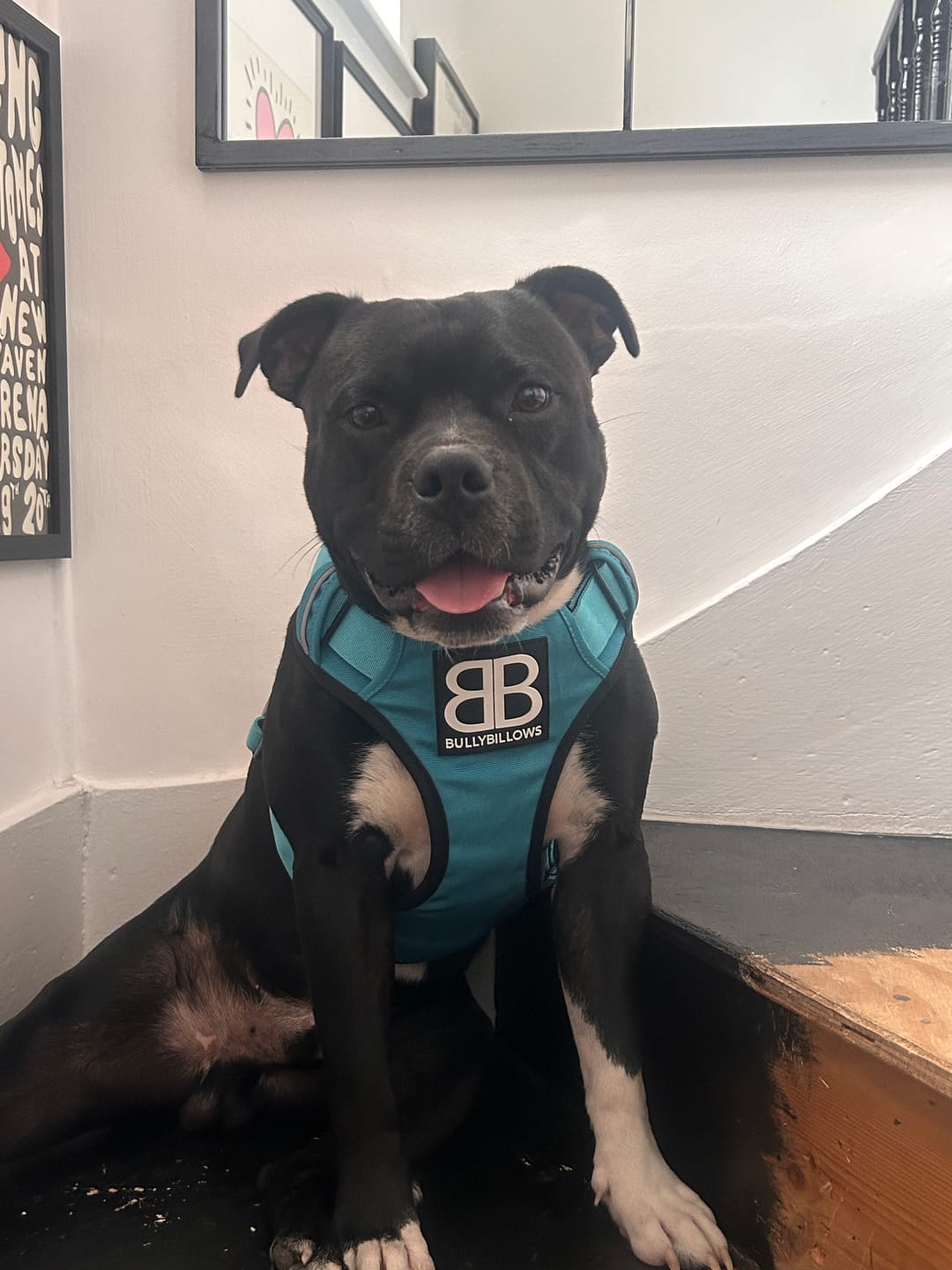 Customer photo review of Premium Comfort Harness | Non Restrictive & Adjustable - Light Blue