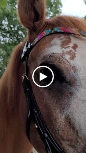 Customer video review of Odessa bonita Multi Bridle - PADDED NOSEBAND