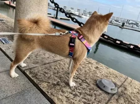 Customer photo review of Colorful PRO Protective Trachea Dog X Harness