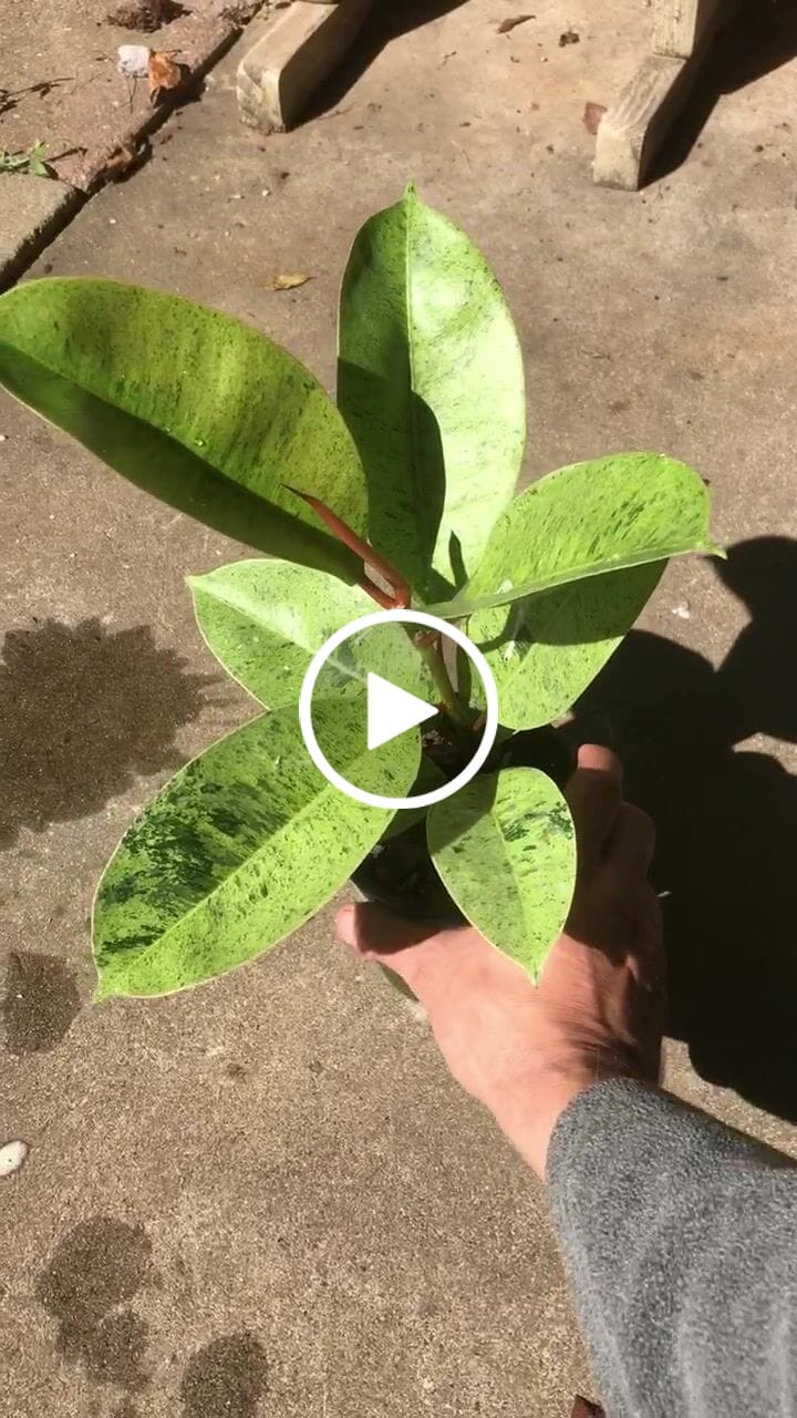 Customer video review of Ficus elastica 'Shivereana'
