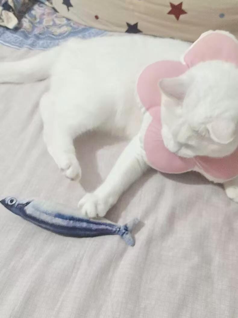 Customer photo review of 100% Natural Catnip Cat Toy
