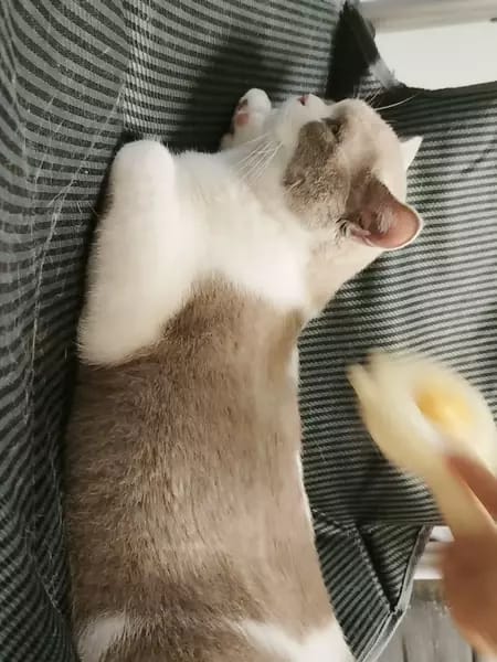 Customer photo review of Cat Grooming Brush with Release Button