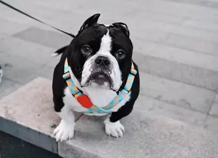 Customer photo review of Colorful PRO Protective Trachea Dog X Harness
