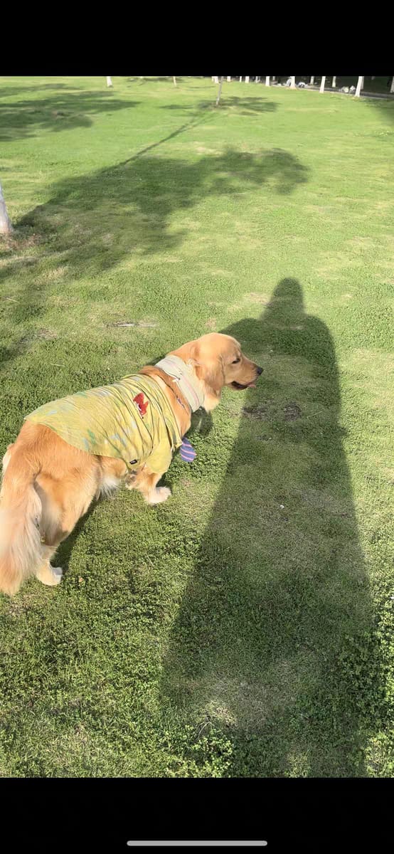 Customer photo review of Pet Cooling Ice Collar