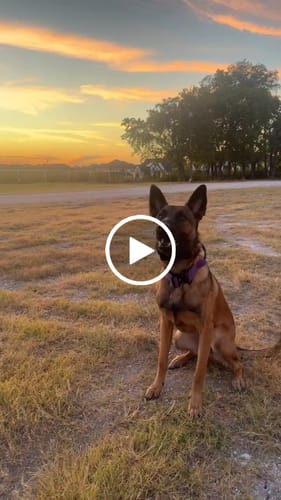 Customer video review of Purple Bully Proof Collar