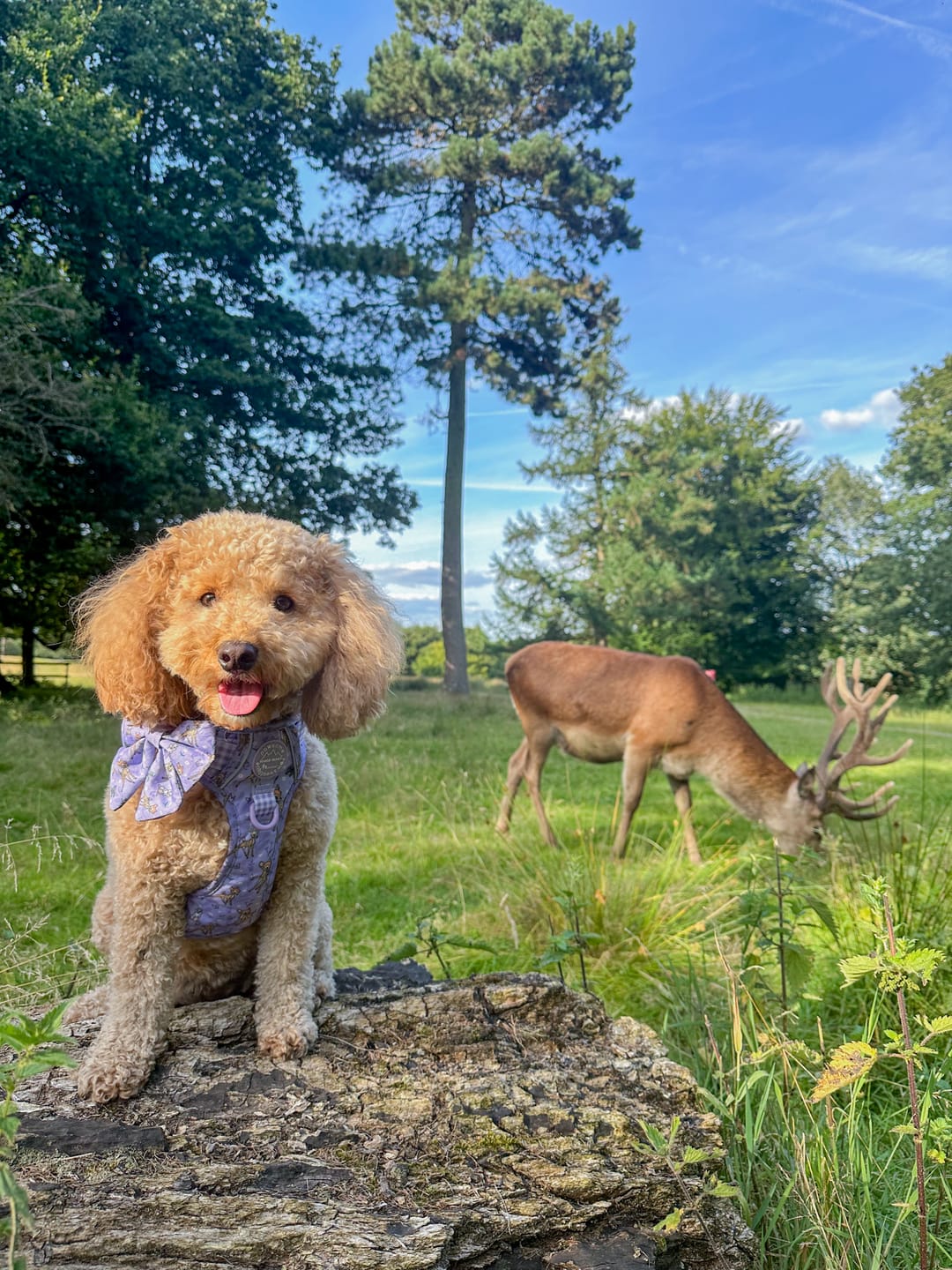 Customer photo review of Disney© Tough Trails™ Harness - Bambi + Friends Lilac