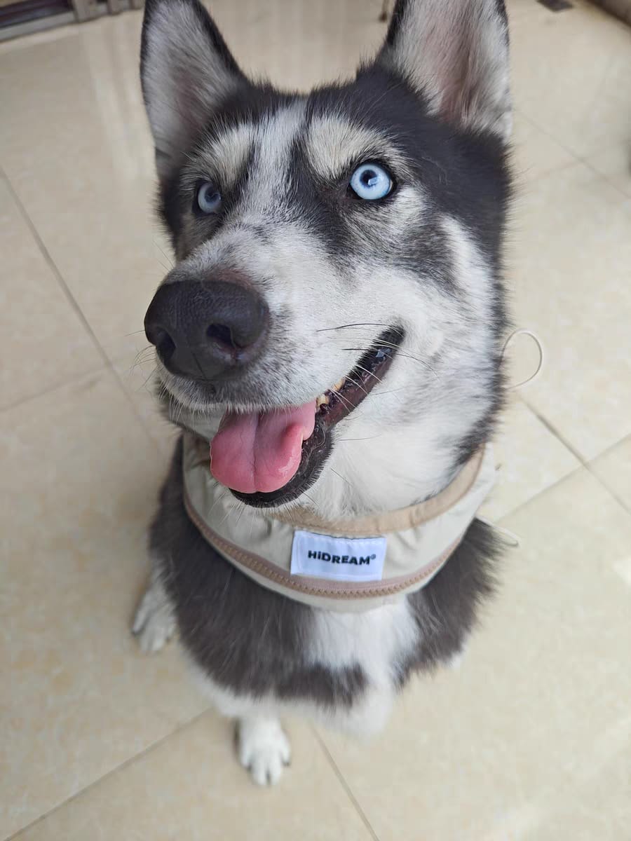 Customer photo review of Pet Cooling Ice Collar