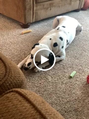 Customer video review of STRAWBERRY YAK CHEWS