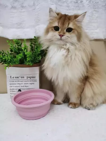Customer photo review of Food-grade silicone Collapsible Trave Dog Bowls