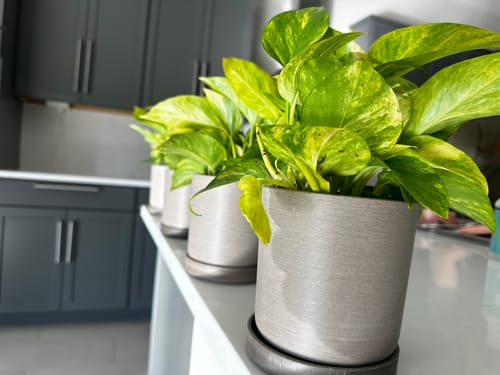 Customer photo review of Two Set | 7" & 4" Signature Planters & Saucer | Earth Tones