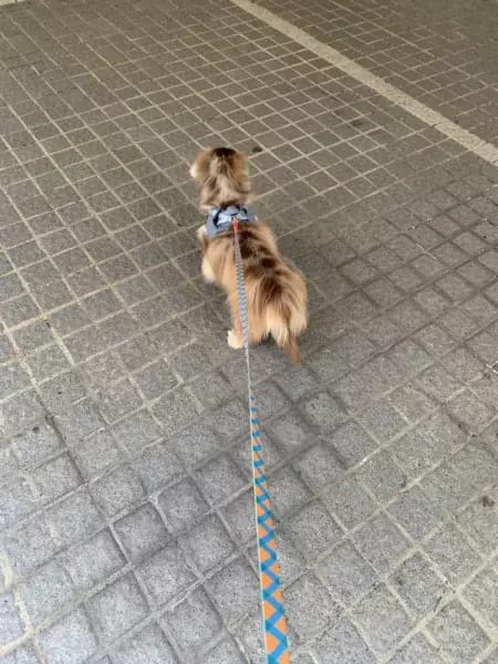Customer photo review of Colorful PRO 3 Way Buffer Traction Dog  Leash