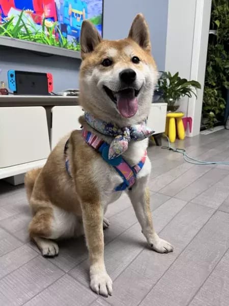 Customer photo review of Colorful PRO Protective Trachea Dog X Harness