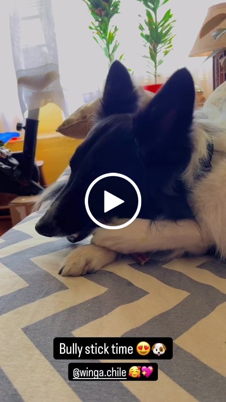 Customer video review of Bully Stick