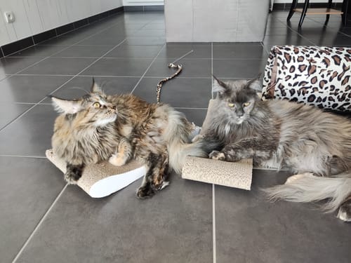 Avis photo d'un client sur Croquettes Maine Coon Stérilisé Sans Céréales - Poulet