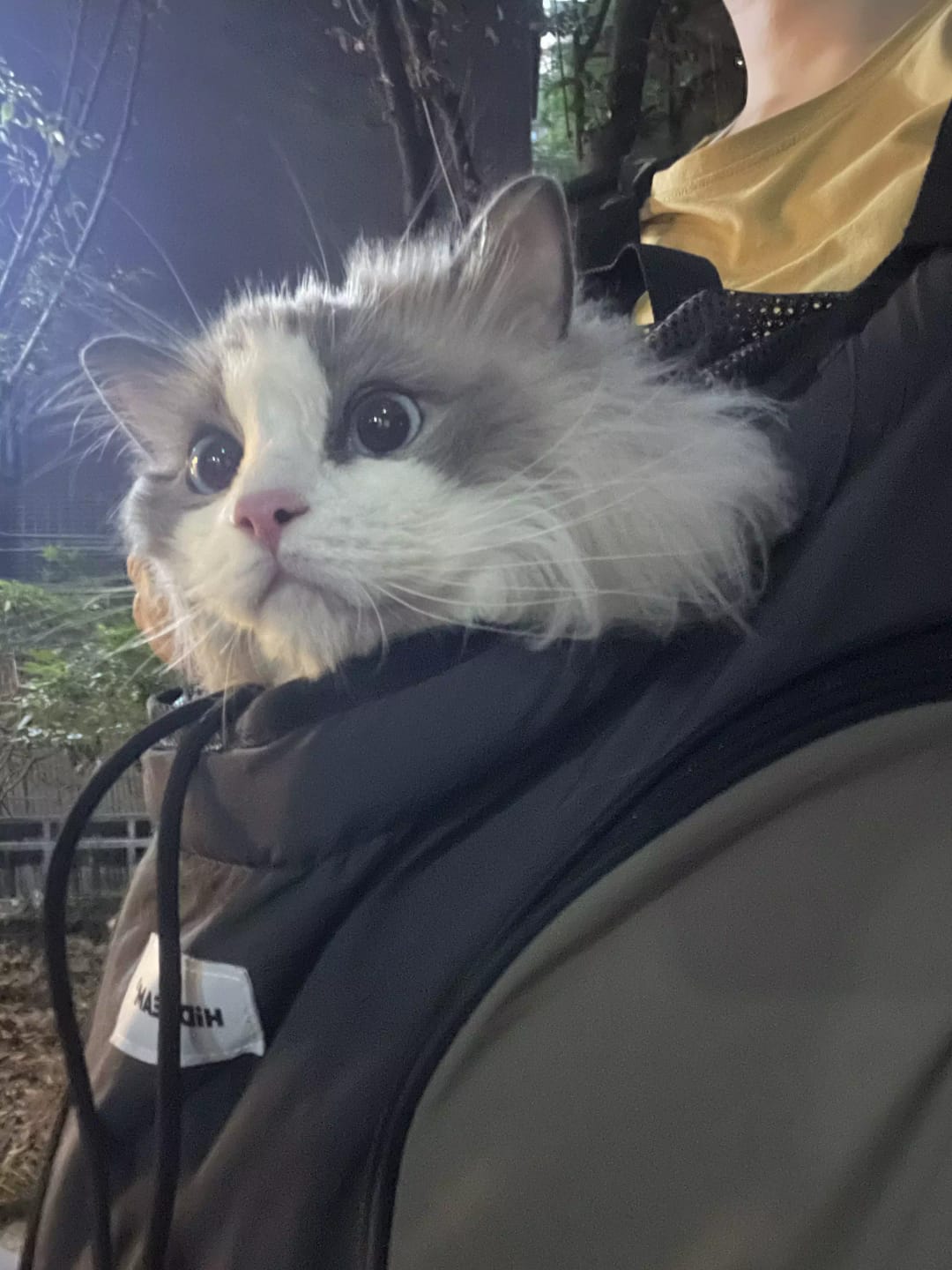 Customer photo review of Comfortable Labor-saving Front Pet Carrier